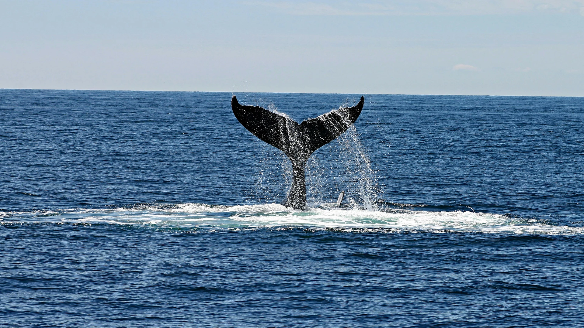 Whale Watching Tours